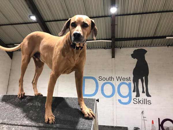 South West Dog Skills