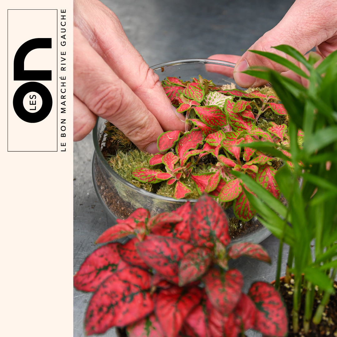 Atelier : Conception d&rsquo;un terrarium