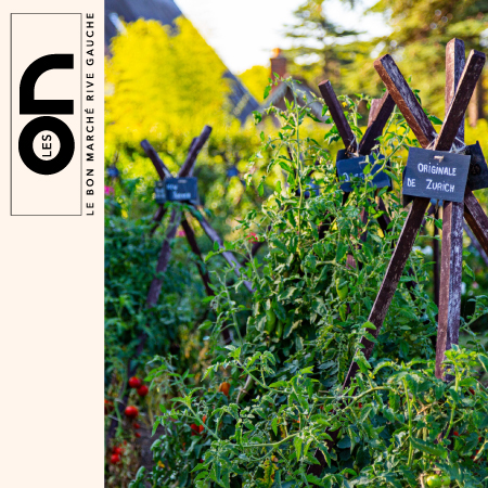 Atelier :   Rempotage d&rsquo;un plant de tomate