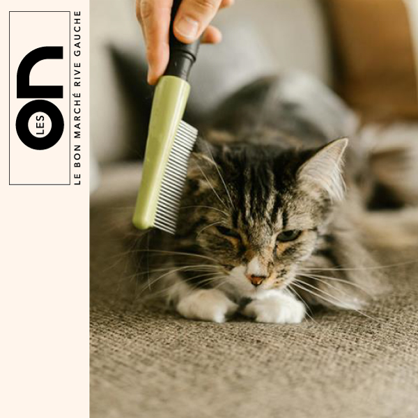 Conversation : Soins quotidiens du chat