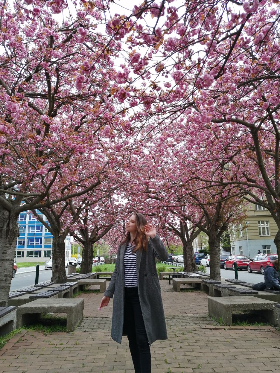 Cherry Blossom on campus