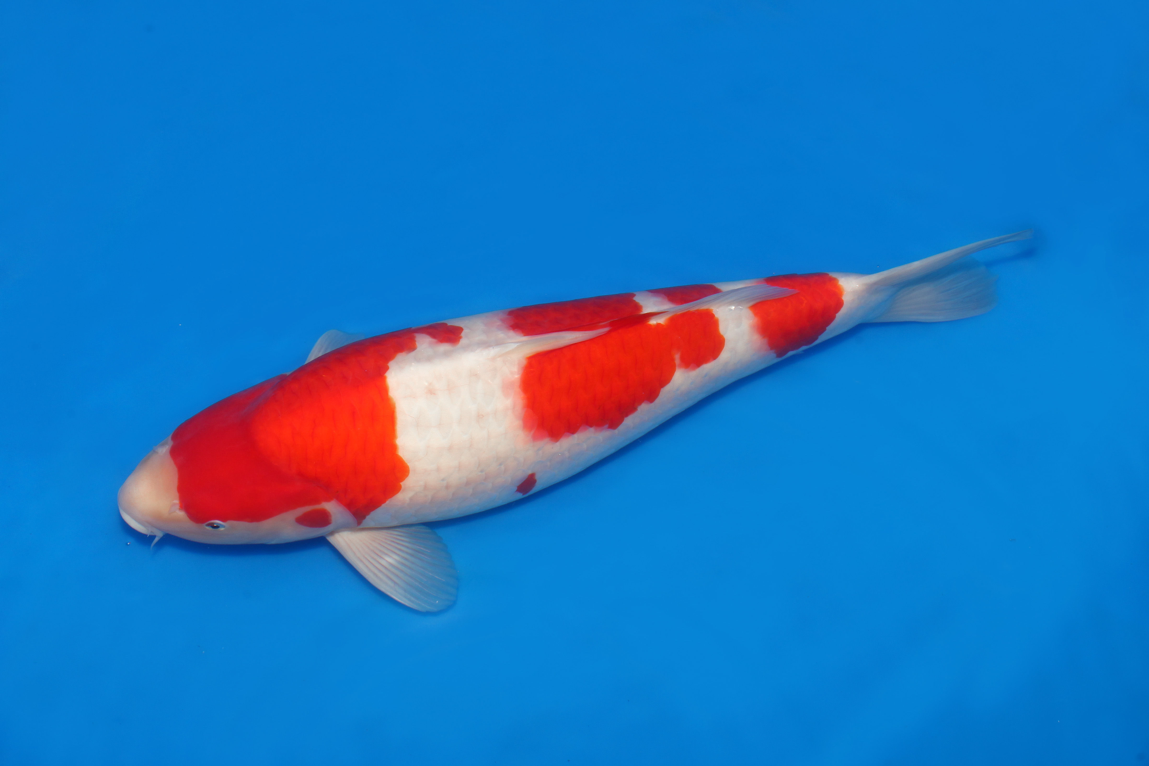 Indonesia Japan Koi Dealer 2024 SKU Detail indonesia-japan-koi-dealer-2024-sku-detail