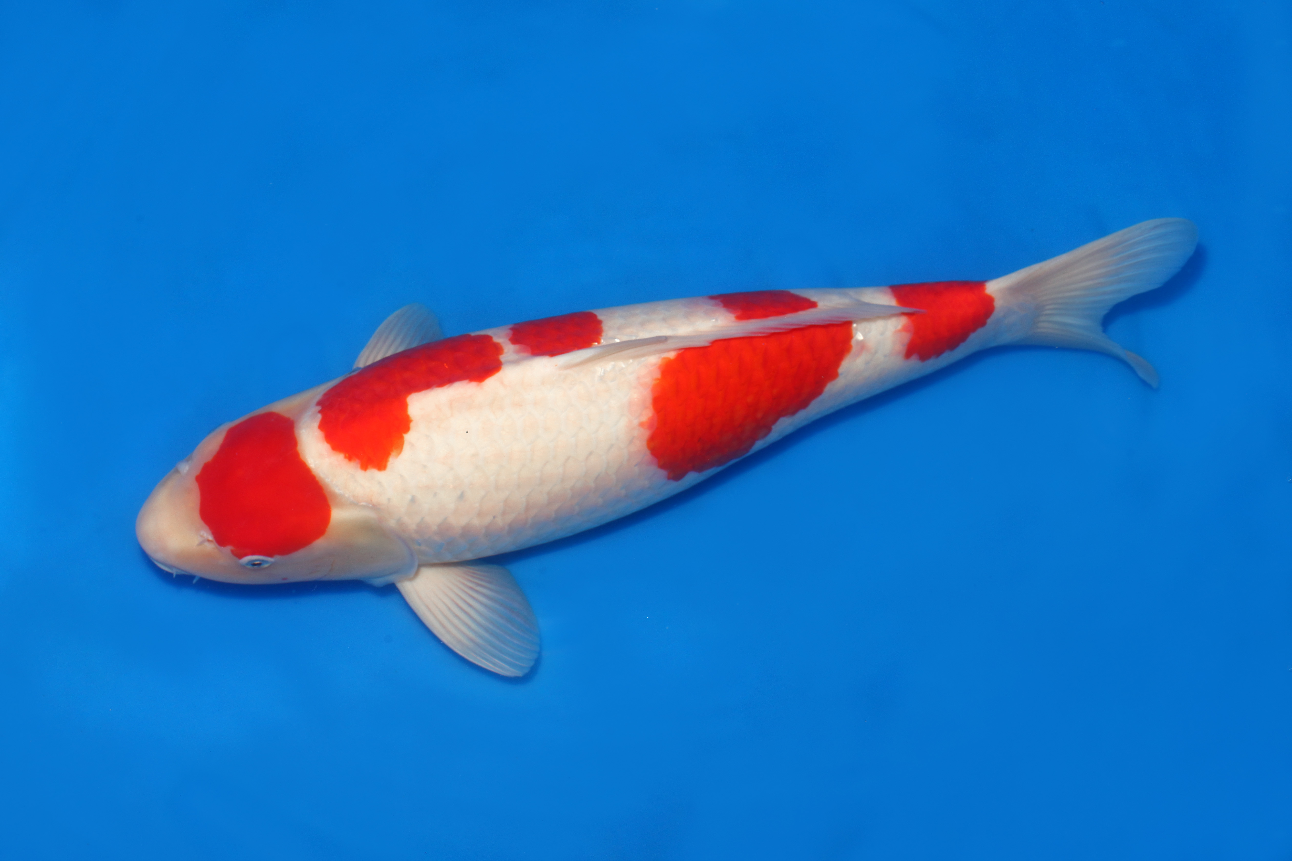 Indonesia Japan Koi Dealer 2024 SKU Detail indonesia-japan-koi-dealer-2024-sku-detail