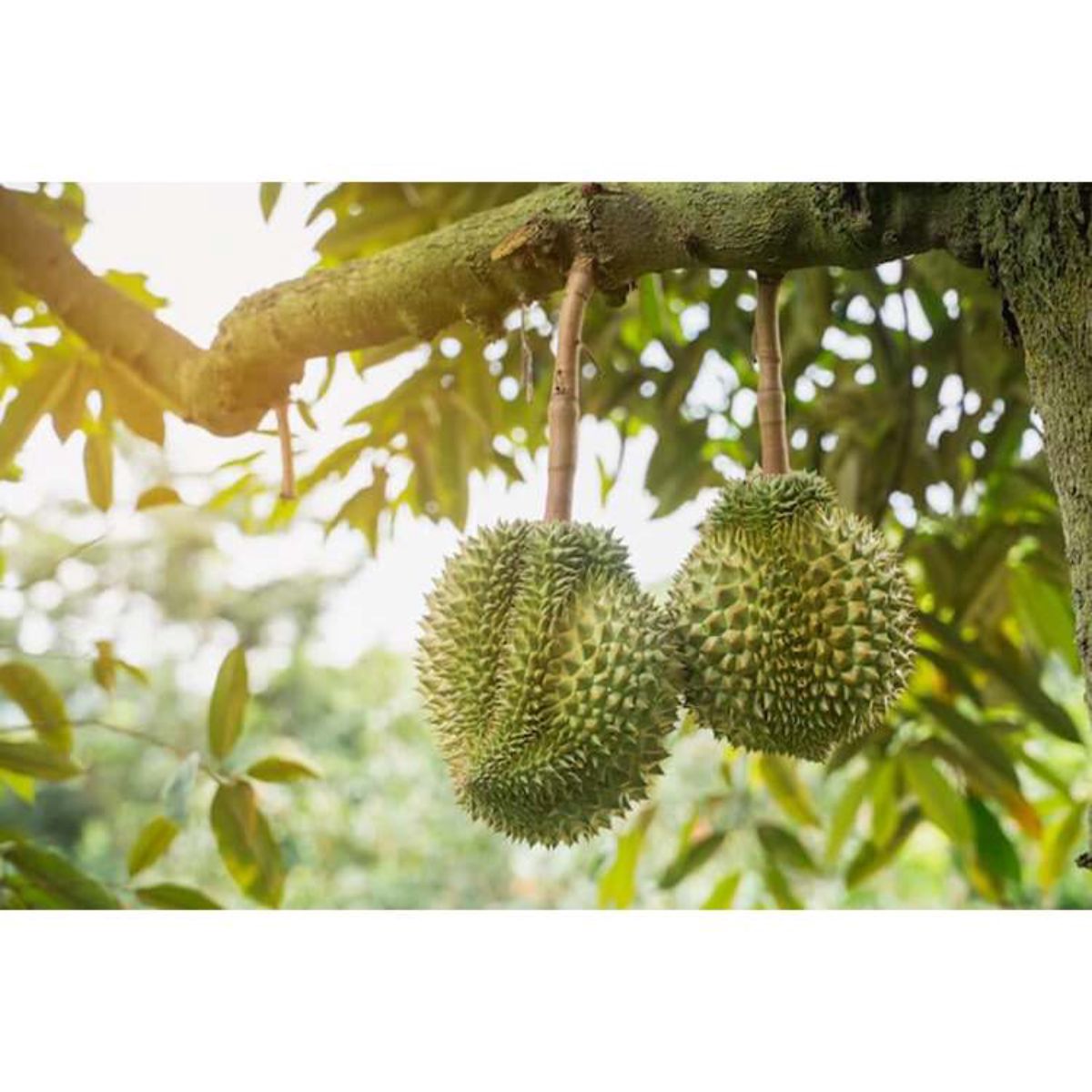 สินค้า 5