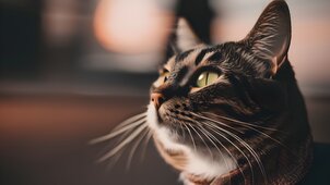 Ezért fekszenek a macskák szívesen papíron és más alátéteken