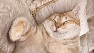 Mit árulnak el a macskák alvási pozíciói?