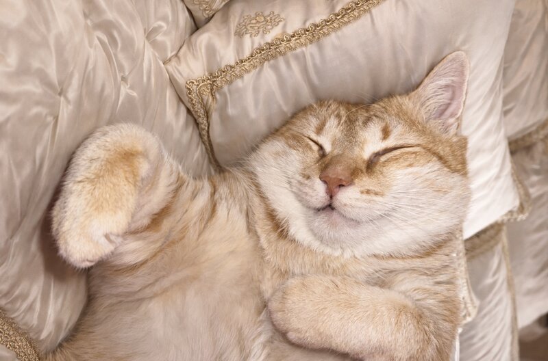 Mit árulnak el a macskák alvási pozíciói?