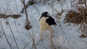 Állatmentők követték a kóbor kutyát: aztán olyan felfedezést tettek, ami sokkolta őket - Videó