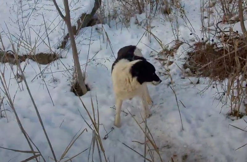 Állatmentők követték a kóbor kutyát: aztán olyan felfedezést tettek, ami sokkolta őket - Videó