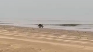 A tengerparton futott a két nő: ritka és vad dolog jött velük szembe - Videó
