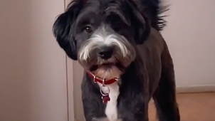 Megdöbbent Lola, hogy vigyorog rá a kutyája: pusztító siker a neten - Videó