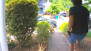 Elszökött a kutya otthonról: ami ezután történt, mindenkit megnevettet - Videó