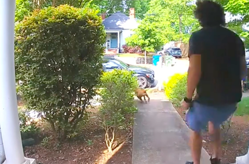 Elszökött a kutya otthonról: ami ezután történt, mindenkit megnevettet - Videó