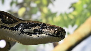 100 kilós kígyót fedeztek fel! Hosszával bekerült a Guinness Rekordok Könyvébe