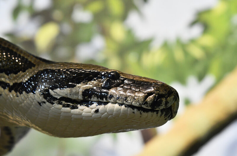 100 kilós kígyót fedeztek fel! Hosszával bekerült a Guinness Rekordok Könyvébe