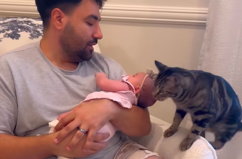Megcsókolja a babát az apa: Amit a macska ezután tesz, attól hevesebben vernek a szívek