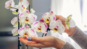 Elhervadt az orchidea? Íme pár tipp, mit tehetsz