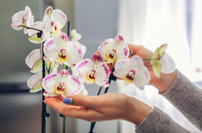 Elhervadt az orchidea? Íme pár tipp, mit tehetsz
