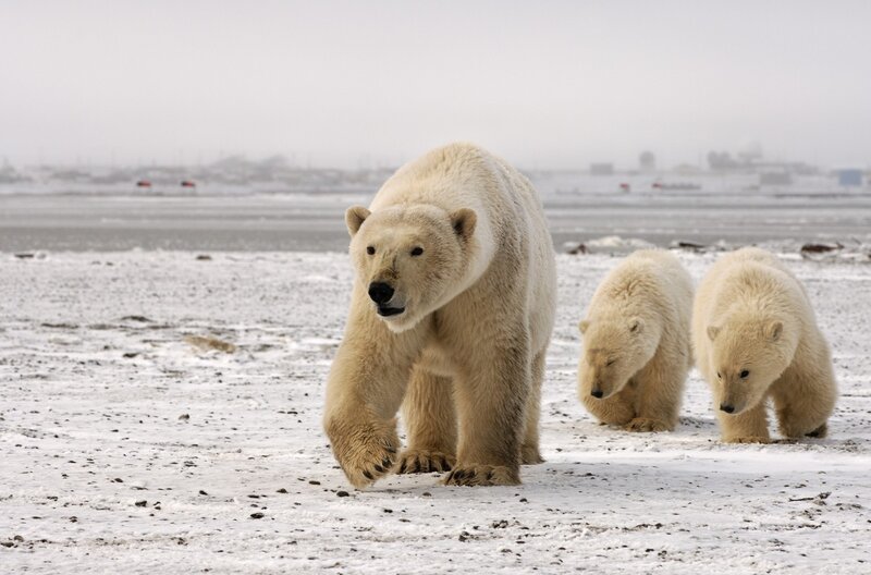 Így fedezték fel a havat a nyíregyházi jegesmedvebocsok