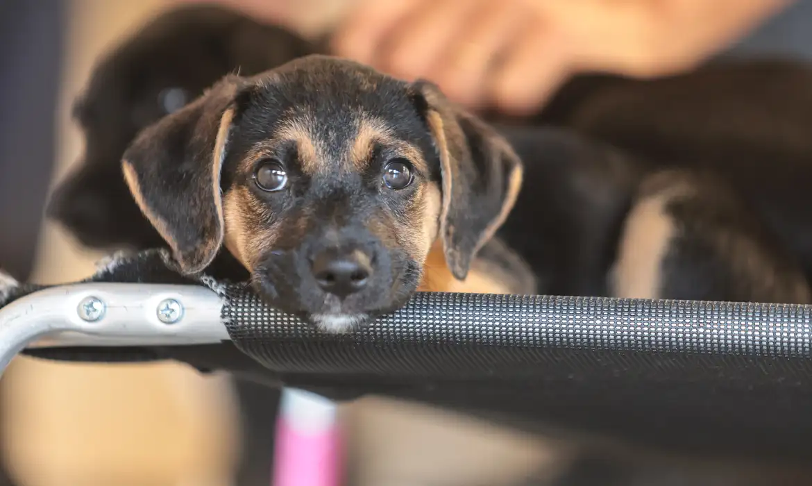 Convívio com animais e ações educativas ensinam a combater violência