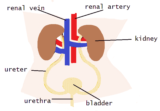 Diagram