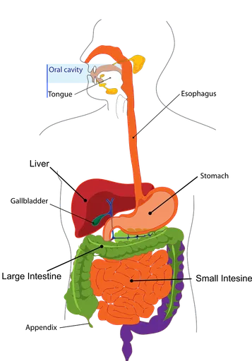 Illustration for Physiology