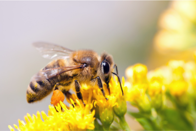 Extreme close-up of a honey bee carrying pollen bags on its legs, eating nectar atop a dandelion flower.