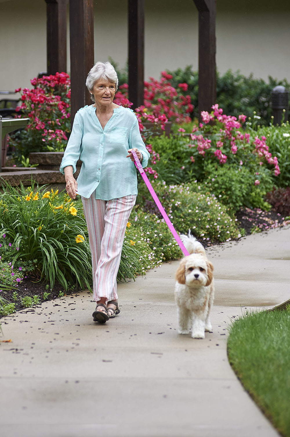 Senior lady walking dog