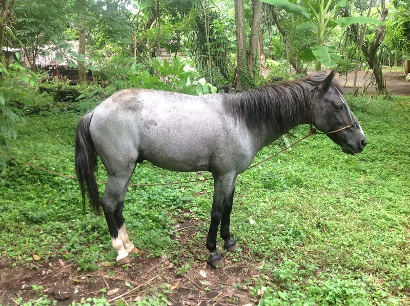 Ojo de Agua - Farm stays for Rent in Rivas Department, Rivas Department, Nicaragua