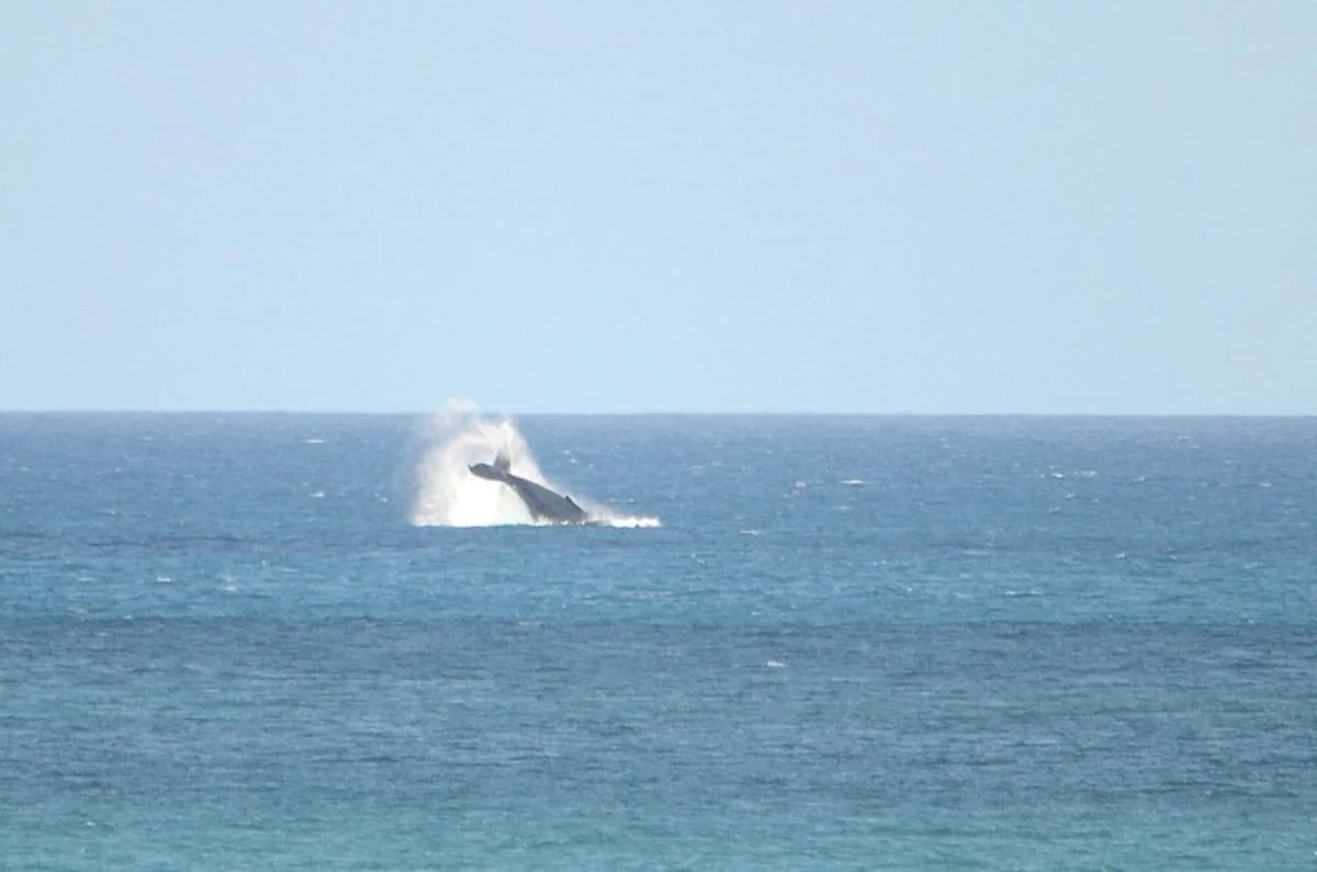 A whale breaches in the blue ocean beneath a clear sky.