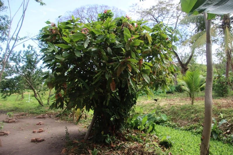 La Sirenita Coco 2 beds. - Tiny houses for Rent in Mérida, Rivas, Nicaragua