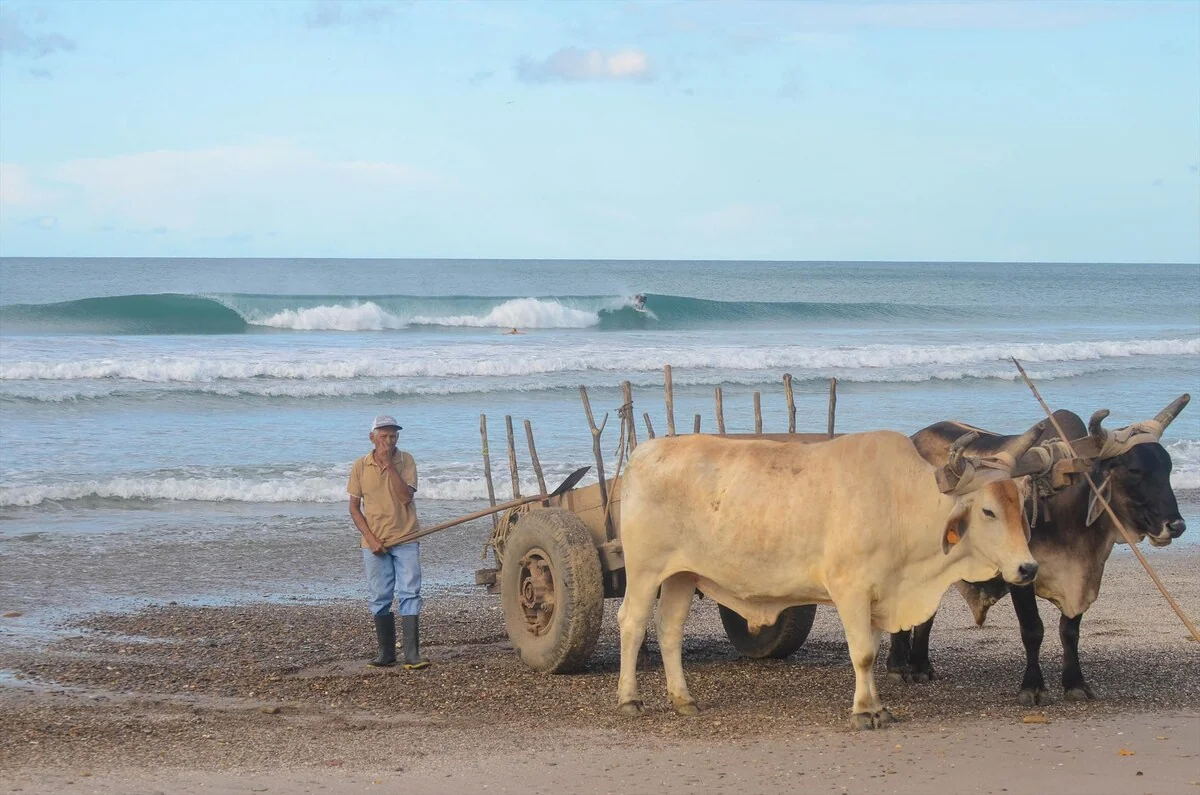 A person stands beside two oxen harnessed to a wooden cart on a beach with waves behind them.