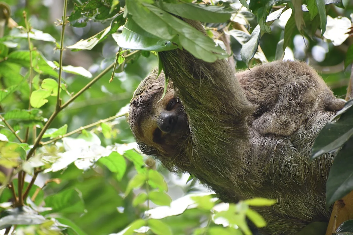 Top spot with daily wildlife visit & nature Views - Houses for Rent in Quepos, Provincia de Puntarenas, Costa Rica