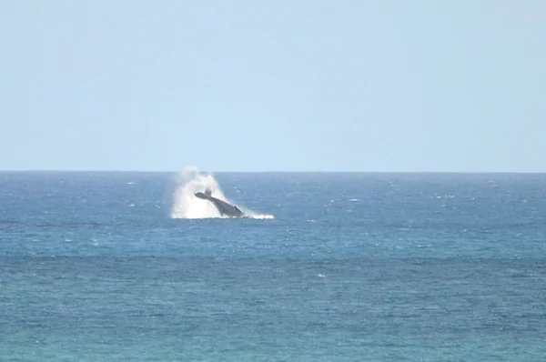 A whale breaches in the blue ocean beneath a clear sky.