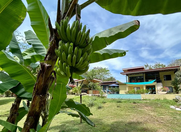 Casa Bambú Verde — 5 bedroom vacation rental in 