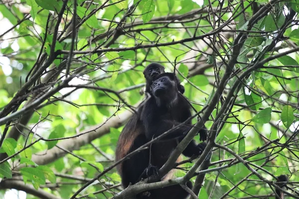 Four Monkeys Eco Lodge — 1 bedroom vacation rental in Peninsula de Osa, Cabo Matapalo
