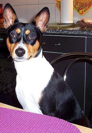 Basenji