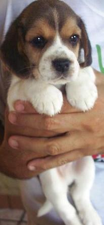 Beagle