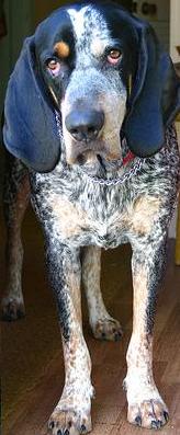 Bluetick