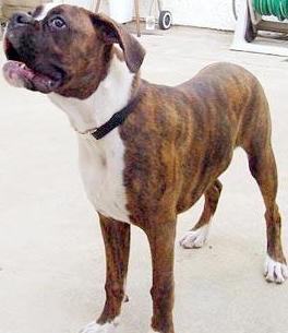 Boxer