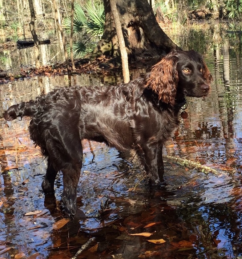 Boykin Spaniel