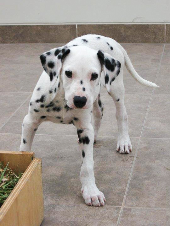 Dalmatian