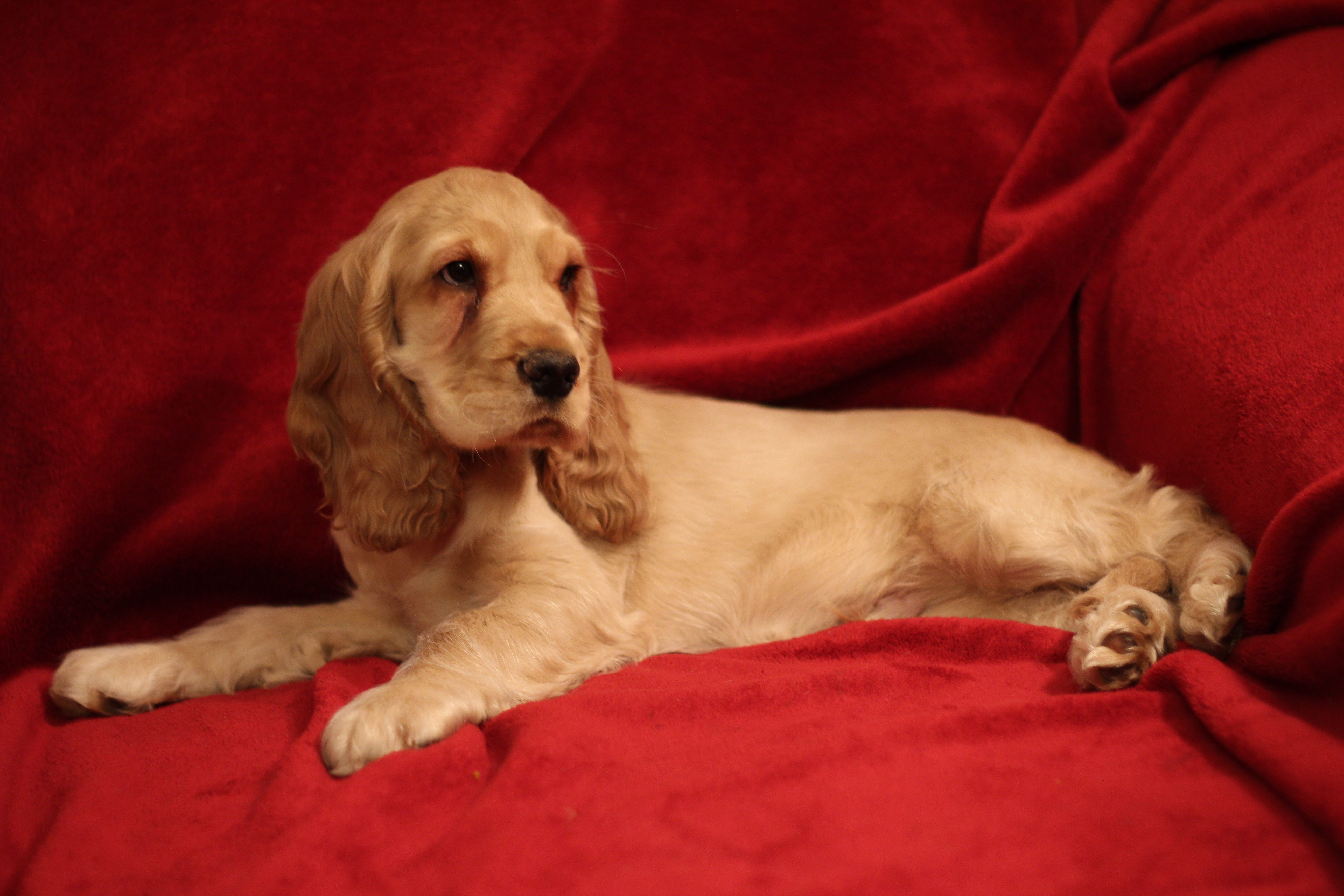 English Cocker Spaniel