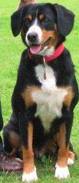 Entlebucher