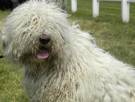 Komondor