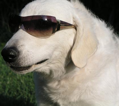 Kuvasz