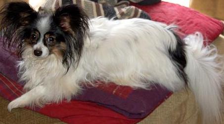 Papillon