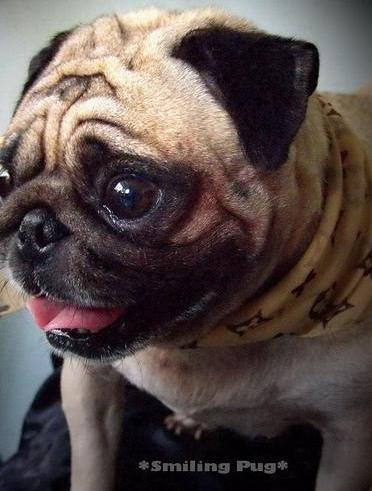 Pug