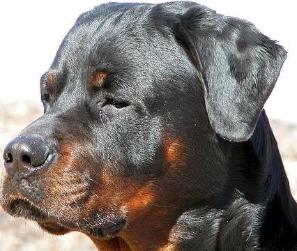 Rottweiler