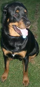 Rottweiler